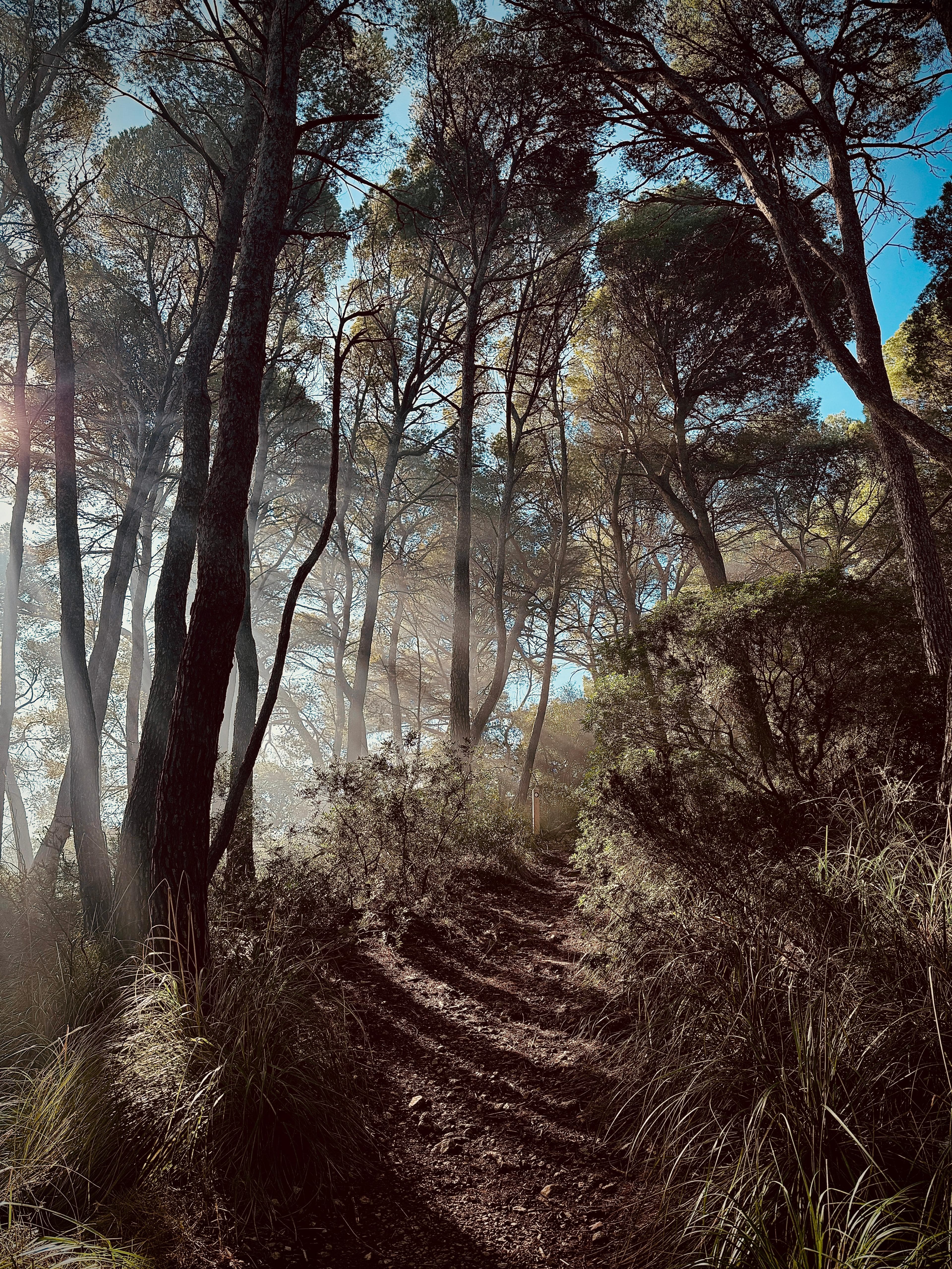 hidden path · small team access · morning fog